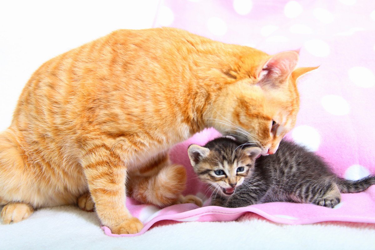 猫が喉から『ゴロゴロ』と音を鳴らす心理3つ　隠されている意味や気持ちの見分け方
