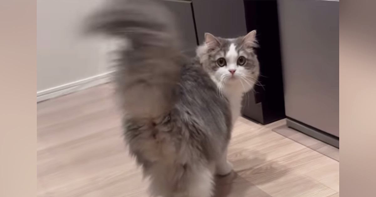 飼い主を見つけた猫→壁に身を隠した『次の瞬間』……可愛すぎる『遊びの様子』に「最高やん」「だるまさんがころんだかな」と７万再生