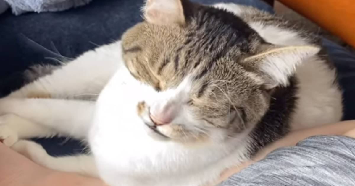 お昼寝していた猫→飼い主さんが『くしゃみ』したら…文句が止まらない『まさかの光景』が笑えると161万再生「凄い言ってるｗ」「可愛すぎｗ」