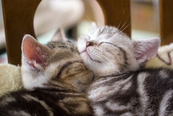 雨の中で１人ぼっちの子猫...家族になろう！！