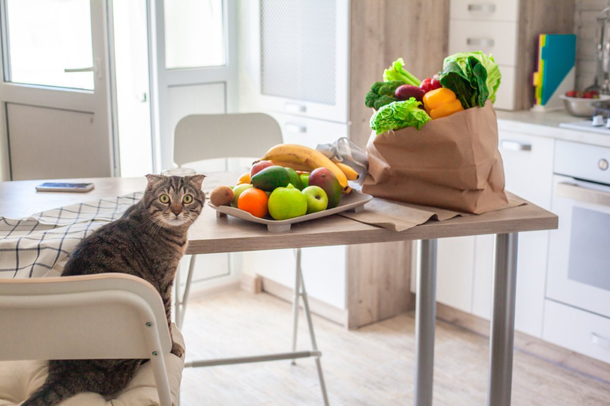 猫に与えない方がいい『消化しづらい食べ物』5選　消化不良が起きているサインや対処法まで