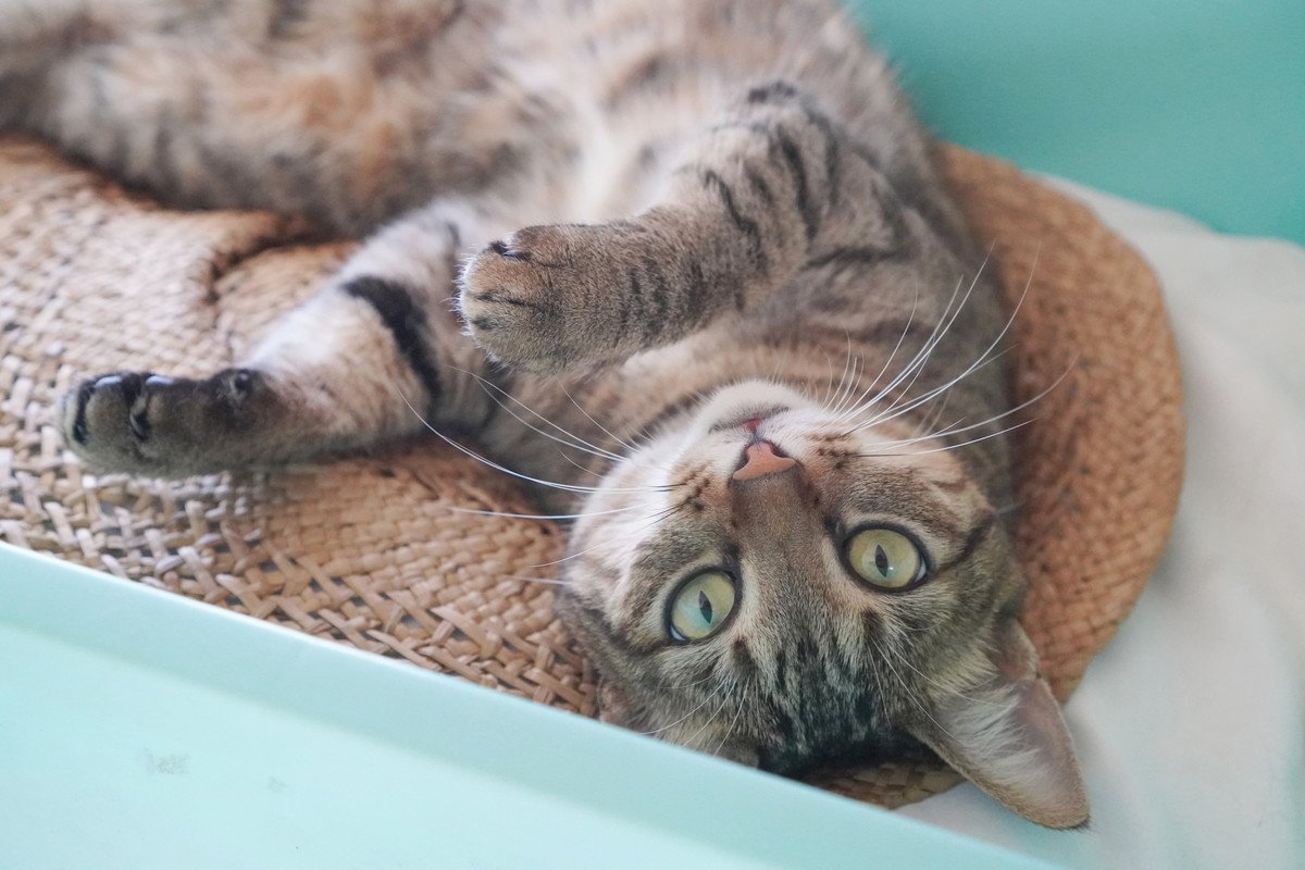 愛猫が『下心を持っている』ときに見せる5つの行動　どんな企みを秘めている？