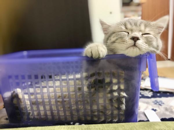 かわいい子猫の画像７２連発！皆様からお寄せ頂いたかわいすぎる写真をご紹介します