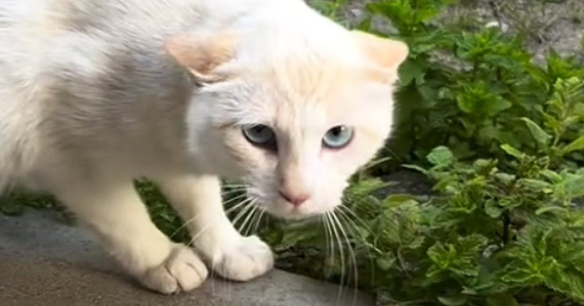 警戒心が強かったガリガリの野良猫を保護したら…胸が熱くなる『現在の様子』に「顔つきが変わってる」「幸せになってよかった」と反響