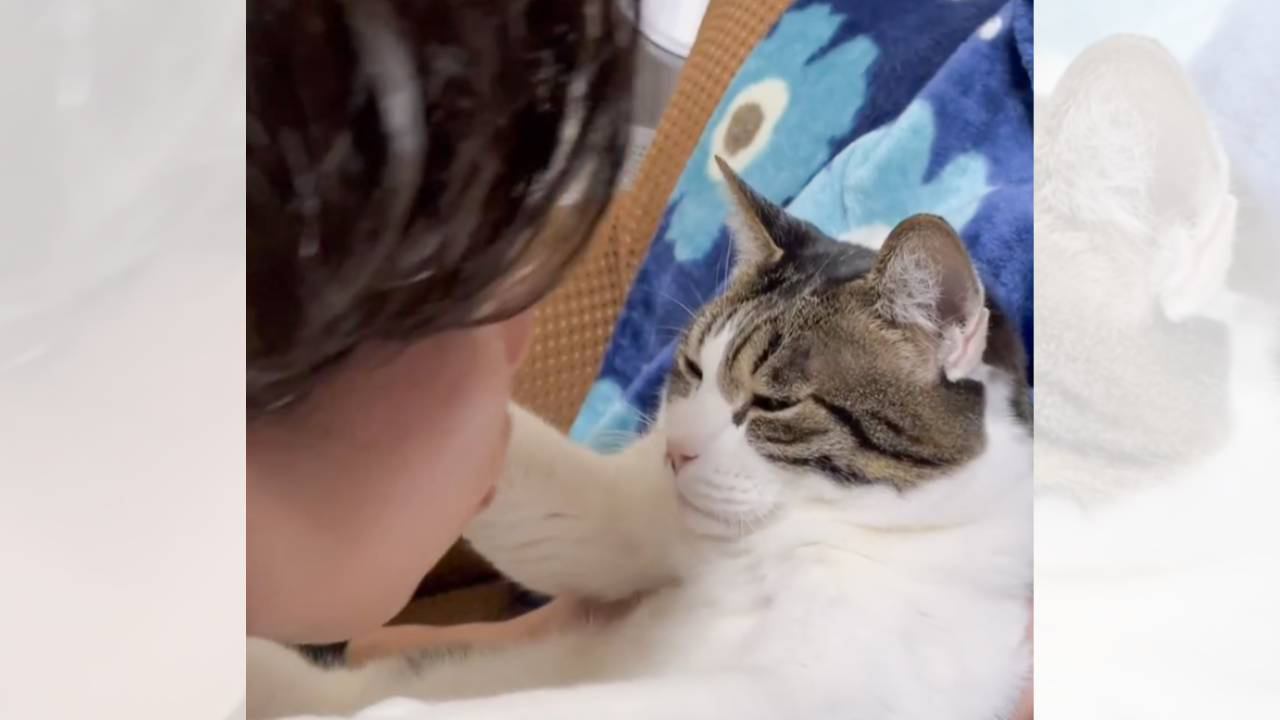 猫が大好きなパパに『キスを迫られた』結果…予想外の反応が面白すぎると6万7000再生「わかるｗ」「楽しんでる姿がｗ」と爆笑の声