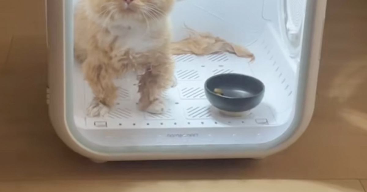 ドライヤーハウスの中に入れられた猫→顔を見てみたら…まさかの『表情』が59万再生「あなたの脳に直接話しかけてます」「絶対に許さないｗ」