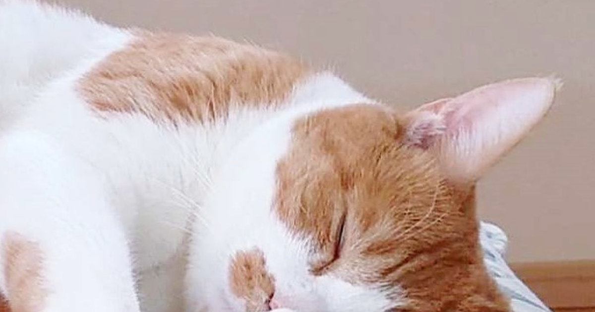お昼寝中の猫がギュッと『抱きしめていたもの』とは……尊い瞬間に癒される人が続出「アクロバティックで可愛すぎるｗ」「肉球サービス」