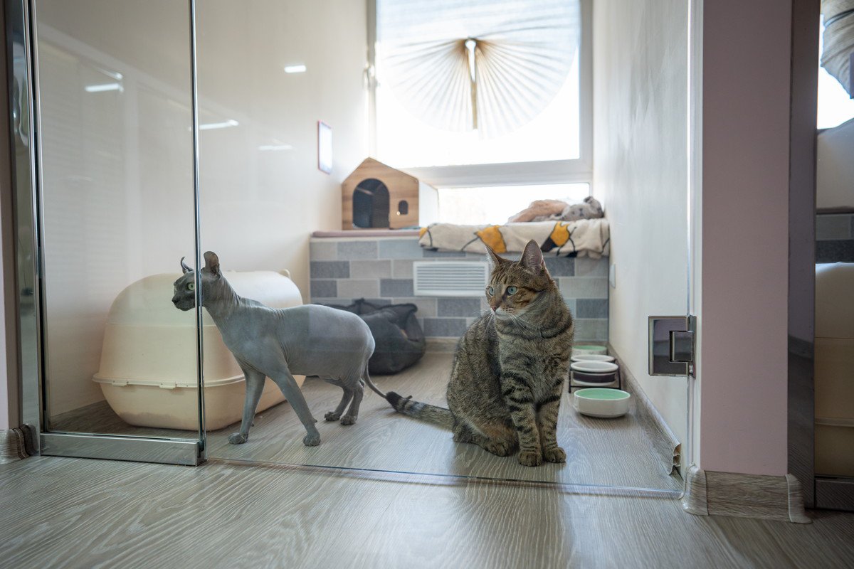 猫の老後のために知っておくべき『施設やサービス』5つ　利用に関する知識や選択肢をご紹介