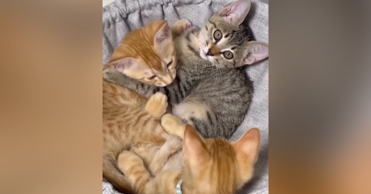 ハンモックで一緒にくつろぐ『３匹の子猫』→余裕で入れていたのが……大きくなった『現在の様子』に反響「ギュウギュウｗ」「可愛い～」