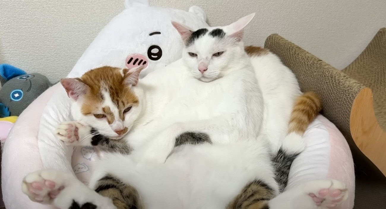 後輩を『猫枕』にした先輩猫...あまりの『ふてぶてしい』態度に「凄い貫禄だねえｗ」「重たくないのかなｗ」と思わず笑っちゃう人が続出