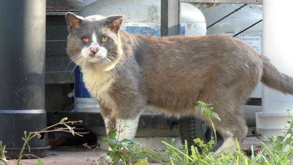 目は潰れアゴが腫れた猫…優しい家族のもとで幸せに！