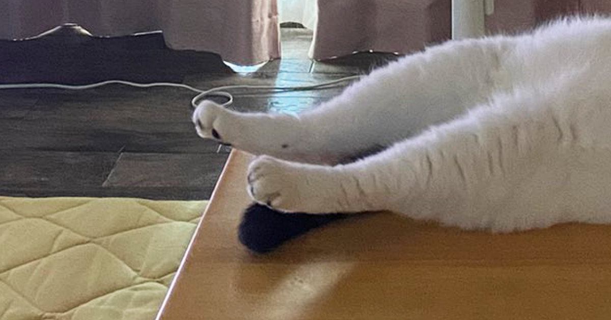冷房の効いた部屋→机の上を見ると、『猫』が…お手本のようなくつろぎ方に「絶対おっさん入ってるｗ」「部屋のあるじの風格」と240万表示