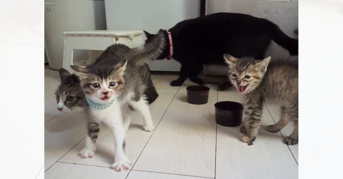一生懸命吠えていた犬に……2匹の子猫とママ猫が見せた『可愛すぎるリアクション』が87万再生「愛おしいね」「めっちゃ笑っちゃった」
