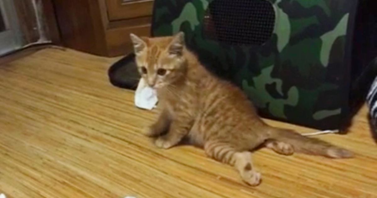 道路の真ん中に横たわっていた子猫を保護したら…成長の軌跡と『11年後の光景』に涙が出ると25万再生「とても感動した」「素敵な家族」