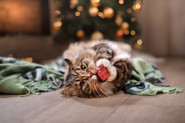 クリスマスに猫が喜ぶ手作りおもちゃ７選