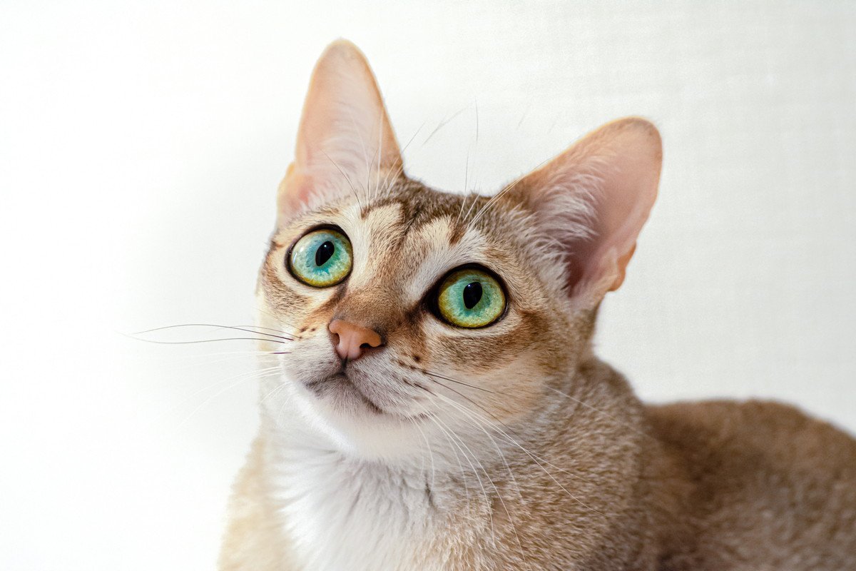 大きくならないとされている『小型の猫種』3選 種類別の特徴や魅力、飼う際の注意点まで