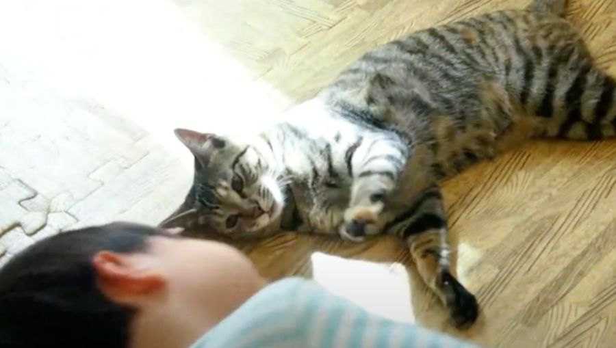 されるがまま？猫ちゃんと子ども達の遊び方♡