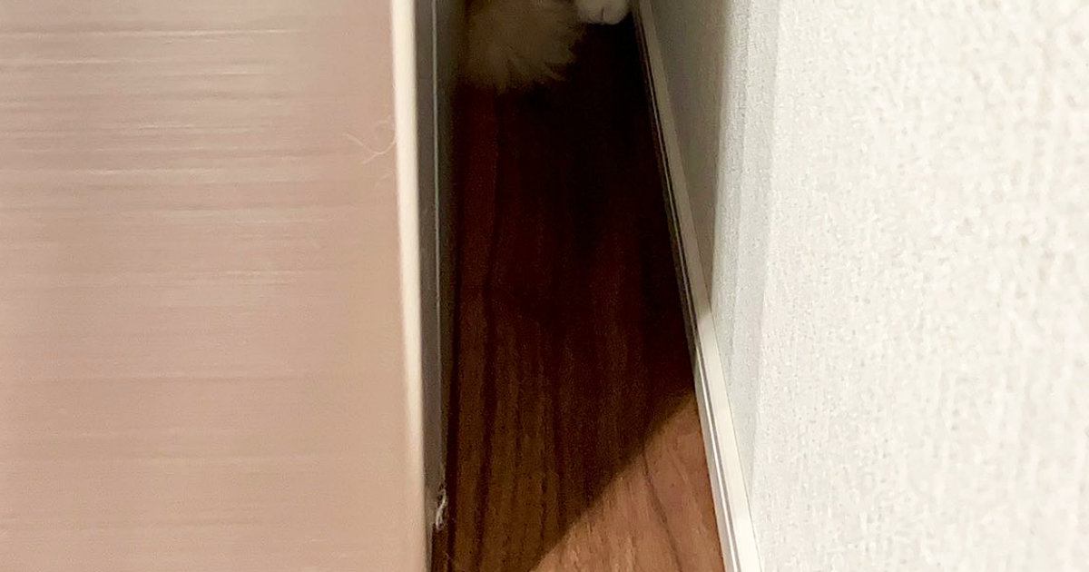 『いなくなった猫』を探していると、狭い隙間の中で…まさかの瞬間が可愛すぎると６万いいね「ジャストフィットｗ」「入り方が知りたいｗ」
