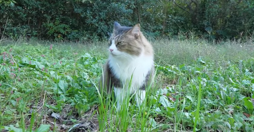 またもや脱走！家では甘えん坊な猫ちゃんなのにお外では…