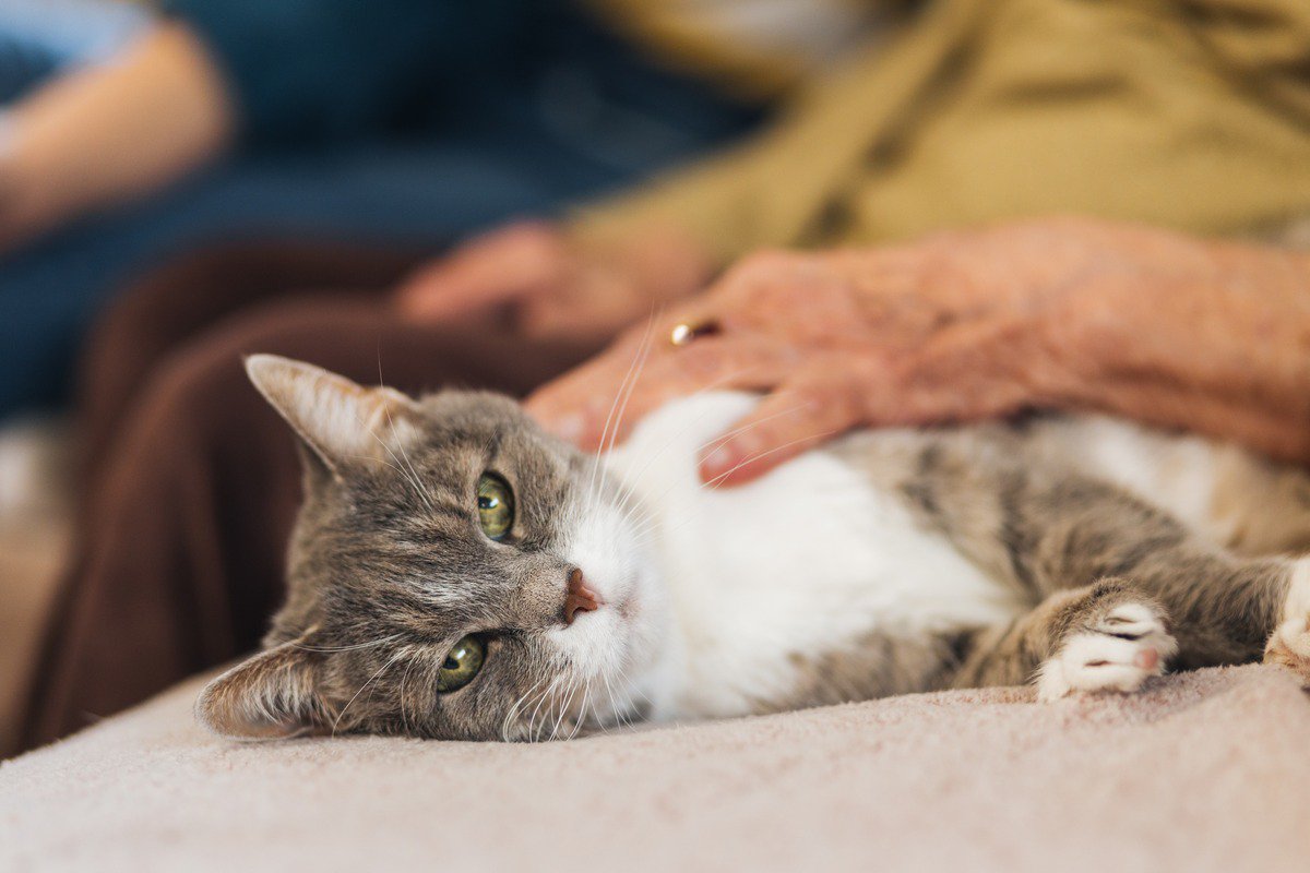 猫が『亡くなる直前』にしてあげたい4つのこと　安らかな最期を迎えるための過ごし方