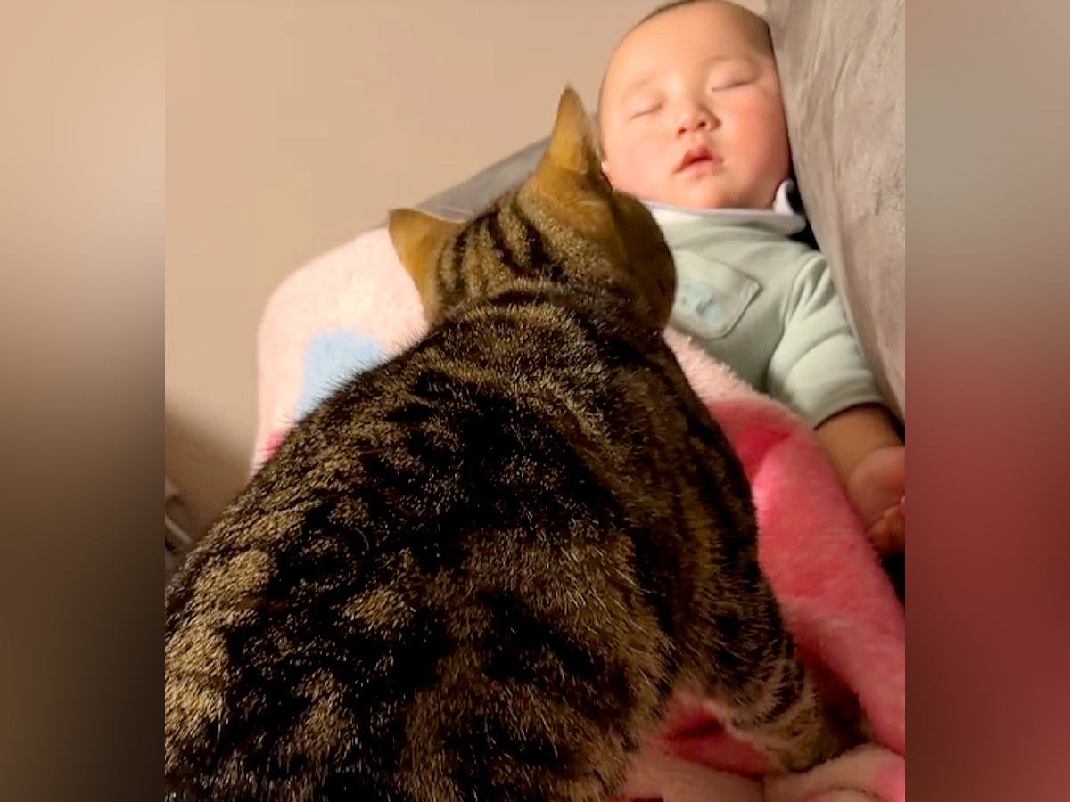 ソファで眠る赤ちゃん→ネコが『暖まるため』に近づくと…ずっと見ていたくなる『尊い光景』に「仲良し」「どちらもかわいいｗ」と反響の声