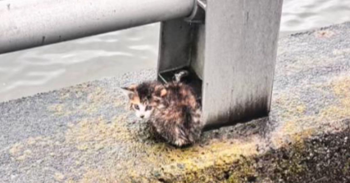 川沿いで必死に鳴いていた『小さな子猫』…保護されてからの『40日間の変化』に感動の声「泣ける」「見つけてもらえて良かった」現在の様子も