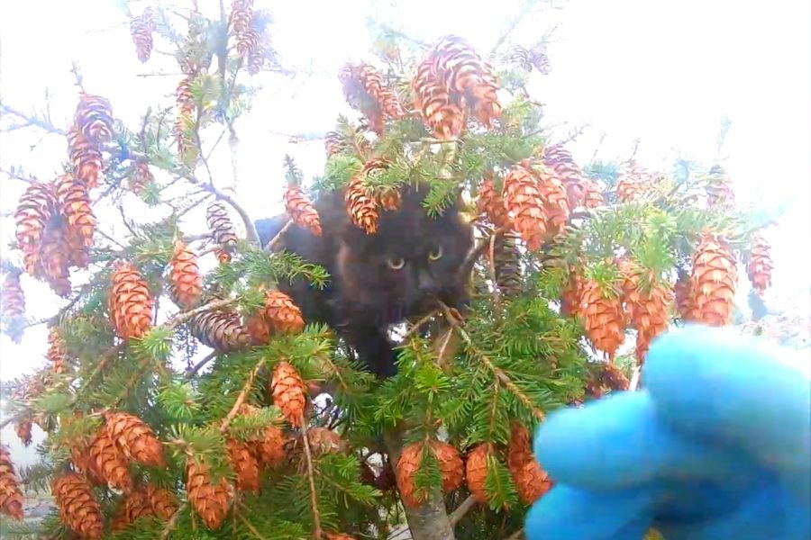 猫と飼い主が同じ木で立ち往生！消防出動するも飼い主のみ救助！？