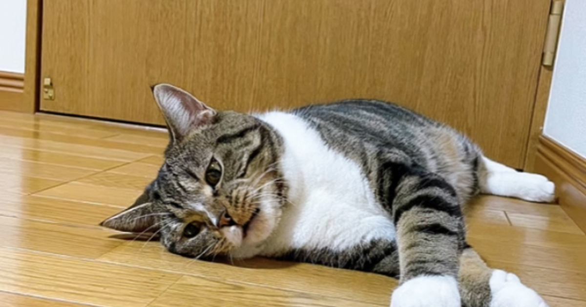 一粒だけトイレの外でするようになった猫…心配になり病院に行った結果→あまりにも意外な『診断結果』に「夜中に吹きだしてしまったｗ」「可愛い」