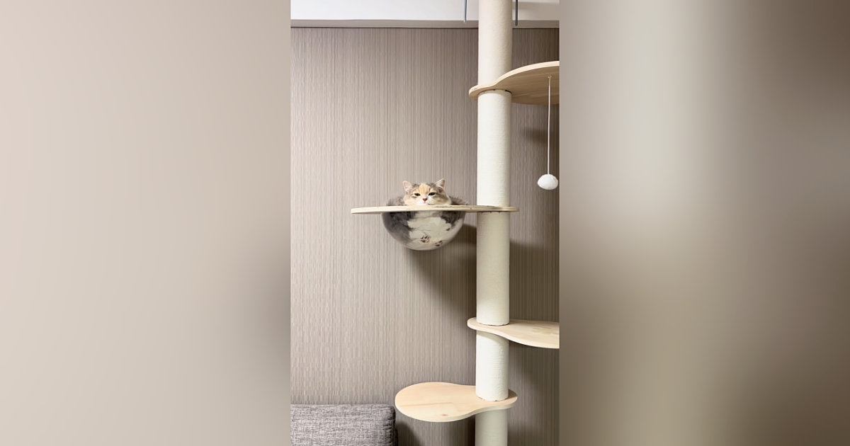 ふとキャットタワーを見たら、『溢れていたネコ』…２度見必至な『まさかの光景』が484万再生「やはり猫は液体」「透明で良かった」