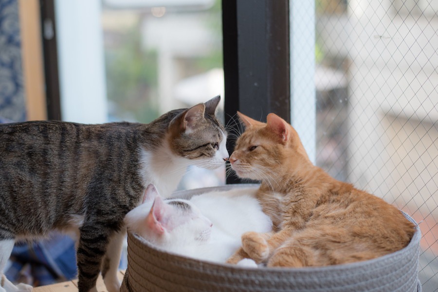 花の木シェルターはどんな猫カフェ？料金・システム、保護活動について