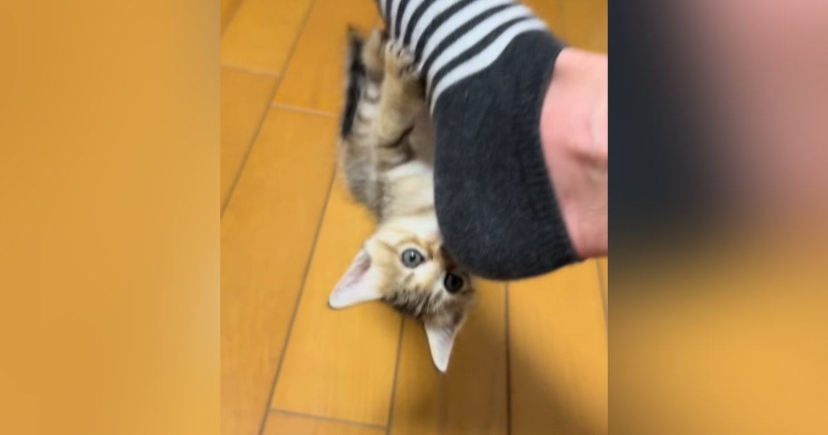 飼い主さんが履いている『靴下に掴まって遊んでいた子猫』→足を動かされても…微笑ましい光景に「超絶かわいいｗ」「スパイダーにゃん」と反響