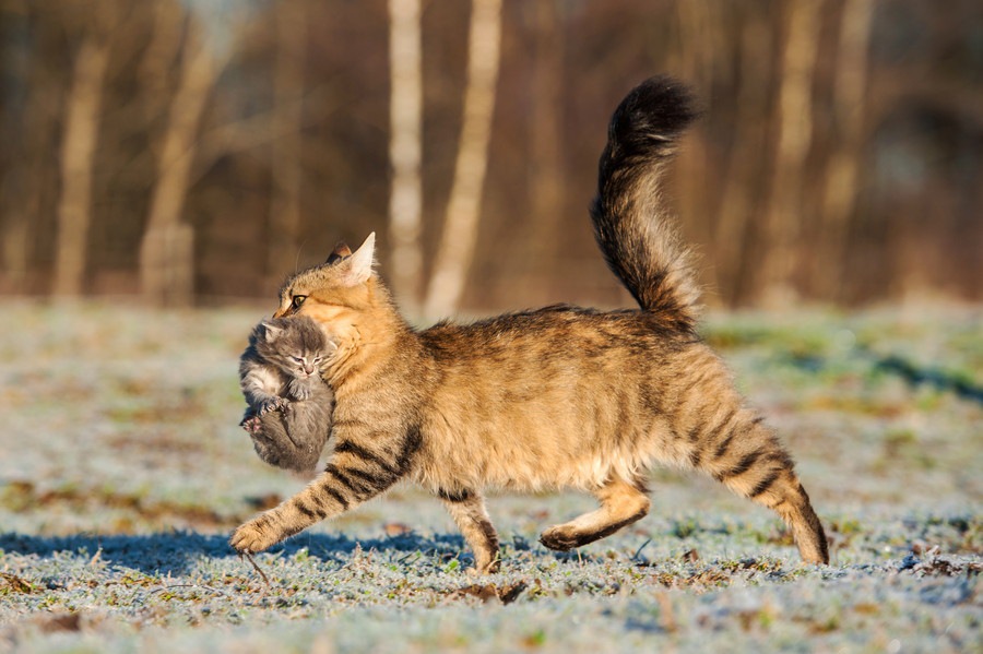 猫の首をつかんで大人しくさせる方法について