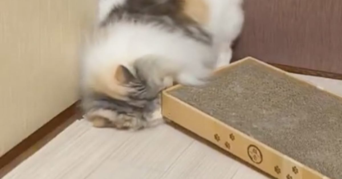 『だれか使い方を教えてあげて』→爪とぎを使う猫を見てみたら…まさかの光景が24万表示「永遠に見ていたいｗ」「斬新で可愛いｗ」