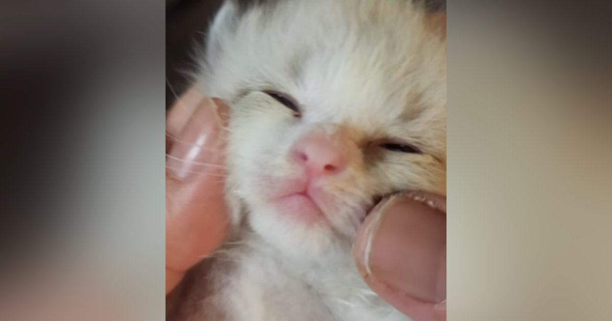 哺乳瓶の先がダメになってきたので『赤ちゃん猫の口の中』を見てみたら…悶絶必至の『尊い光景』が55万再生「ちいちゃくて可愛い」「うおお」