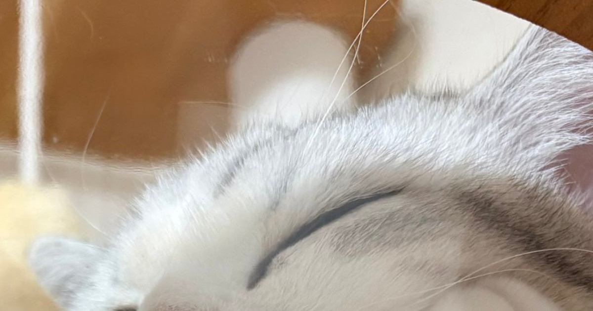 キャットタワーの透明ボウルで『気持ちよさそうに眠る猫』→下から覗いてみたら…尊い光景に反響「にくきゅうが可愛すぎる」「なんて素敵なの」