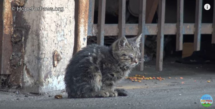 盲目の子猫に未来は…あった！切なくて優しい、子猫の物語