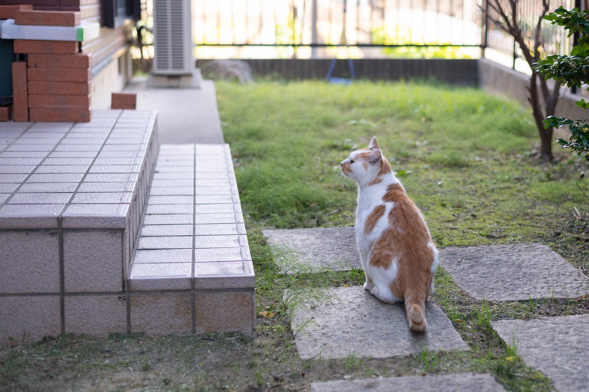 猫にも『帰巣本能』があるとされる3つの説　どんな能力があるの？実際の事例もご紹介