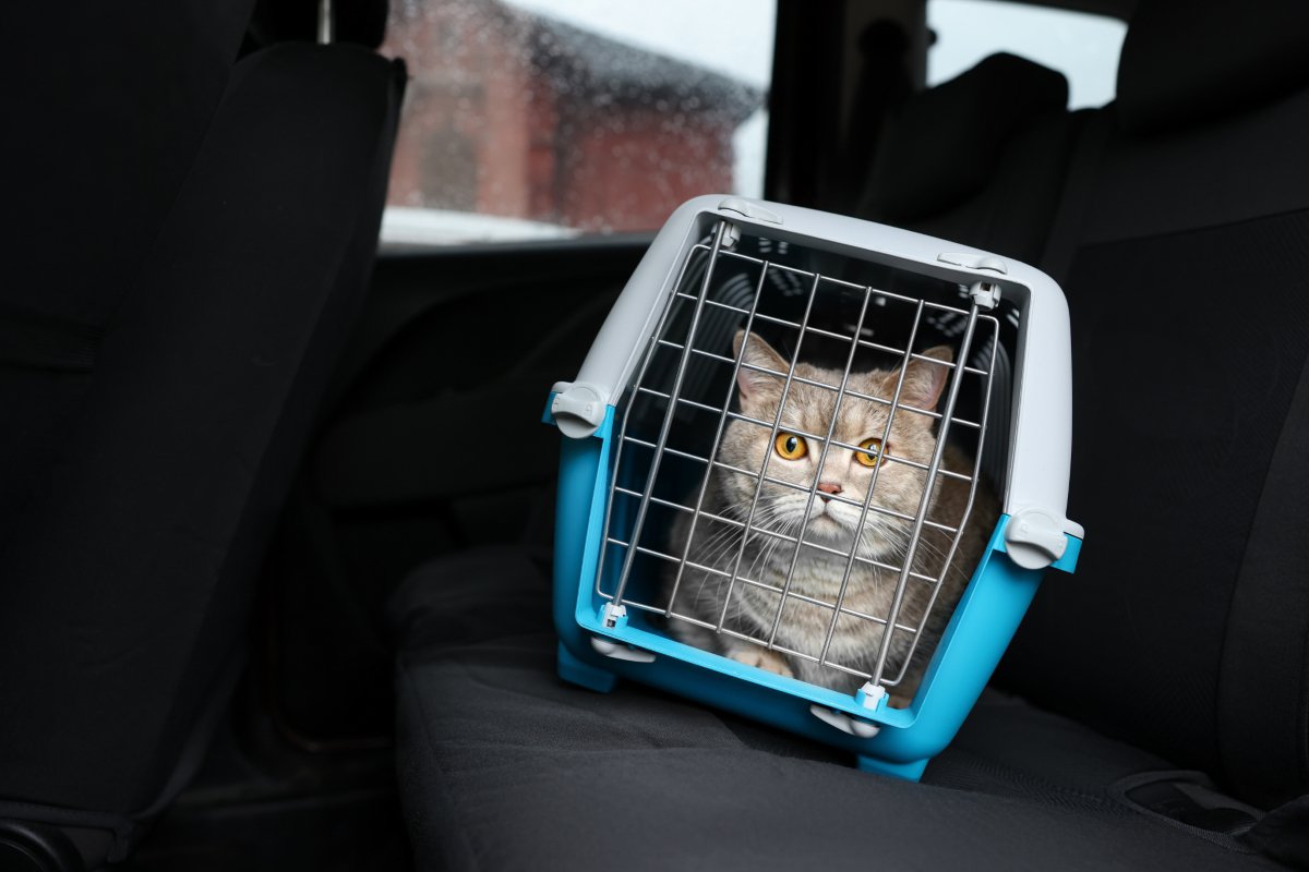猫と『災害時に避難する』ときの3つのポイント　同伴避難と同行避難の違いから必要な備えまで