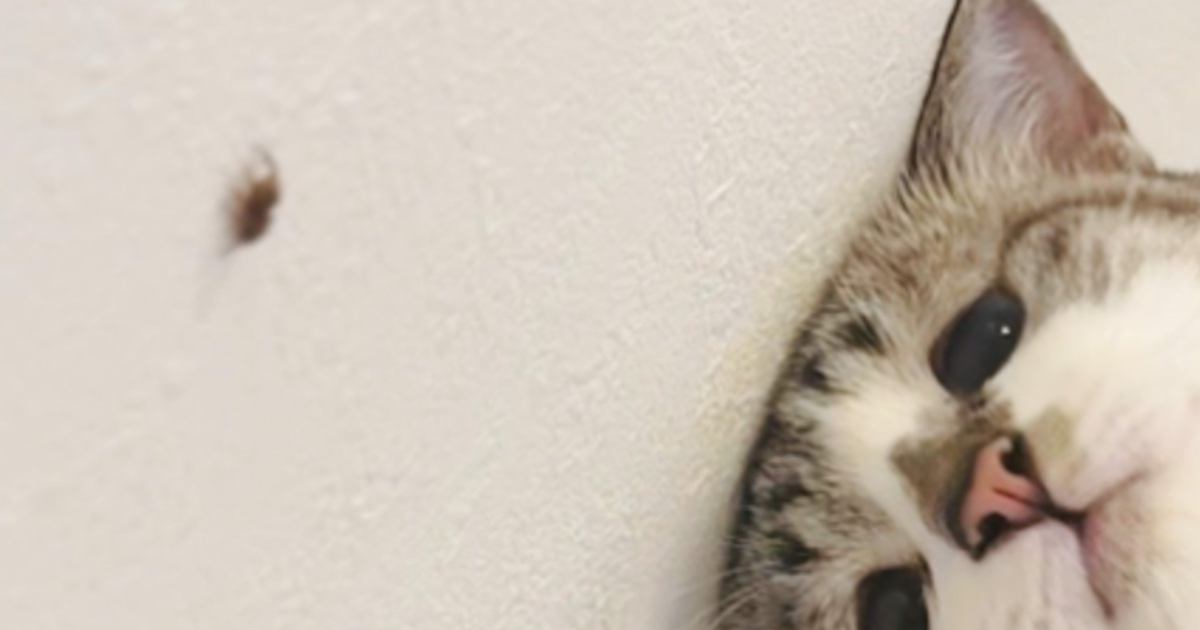家の中に『クモ』が現れた結果、猫が……ぴえん顔で『真剣に見つめる様子』が尊いと15万いいねの大反響「見方が可愛すぎる」「破壊力やばぁい」