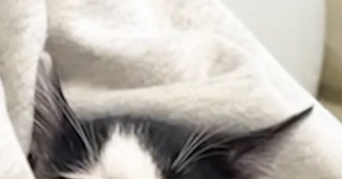 知人が子猫たちに会いに来た日→初対面からわずか5分後の『信じられない光景』が話題に「ぬいぐるみｗ」「連れて帰りたくなるね」