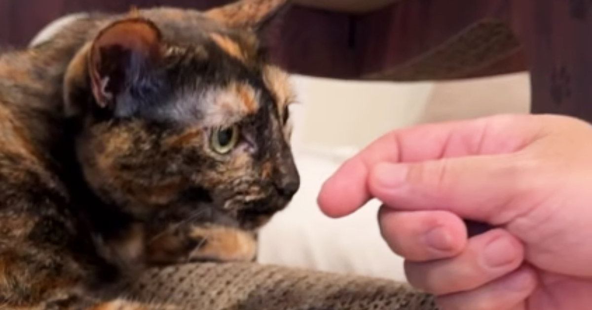 長期出張から戻ったパパ→愛猫にそっと指を近づけてみたら…思わず笑ってしまう光景に「おもしろすぎるｗ」「パパ、がんばってーｗ」の声