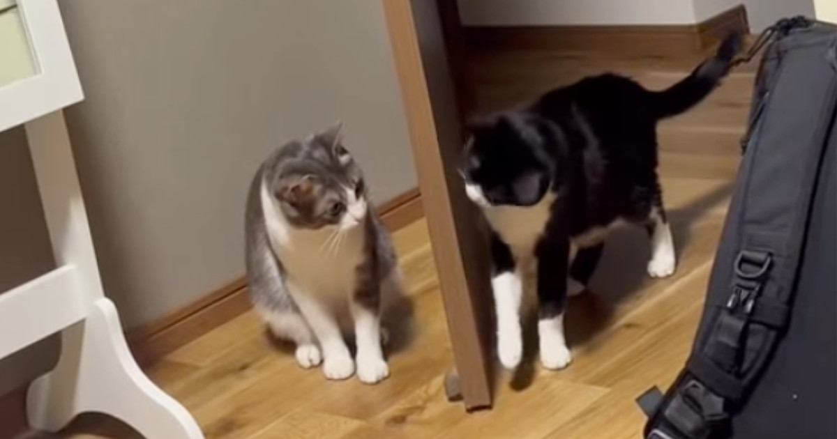 『ニヤけてしまうｗ』猫2匹がドア越しに『ケンカ』を始めた結果…あまりにも可愛い攻防が16万再生「品のある喧嘩だねぇ」「ほっこりしたｗ」
