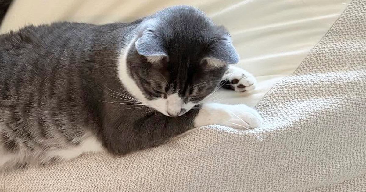 クッションでくつろいでいた白猫→同居猫もくつろぎに来た結果…笑撃の展開に「絶望感が伝わる」「格ゲーのフィニッシュシーンｗ」と反響