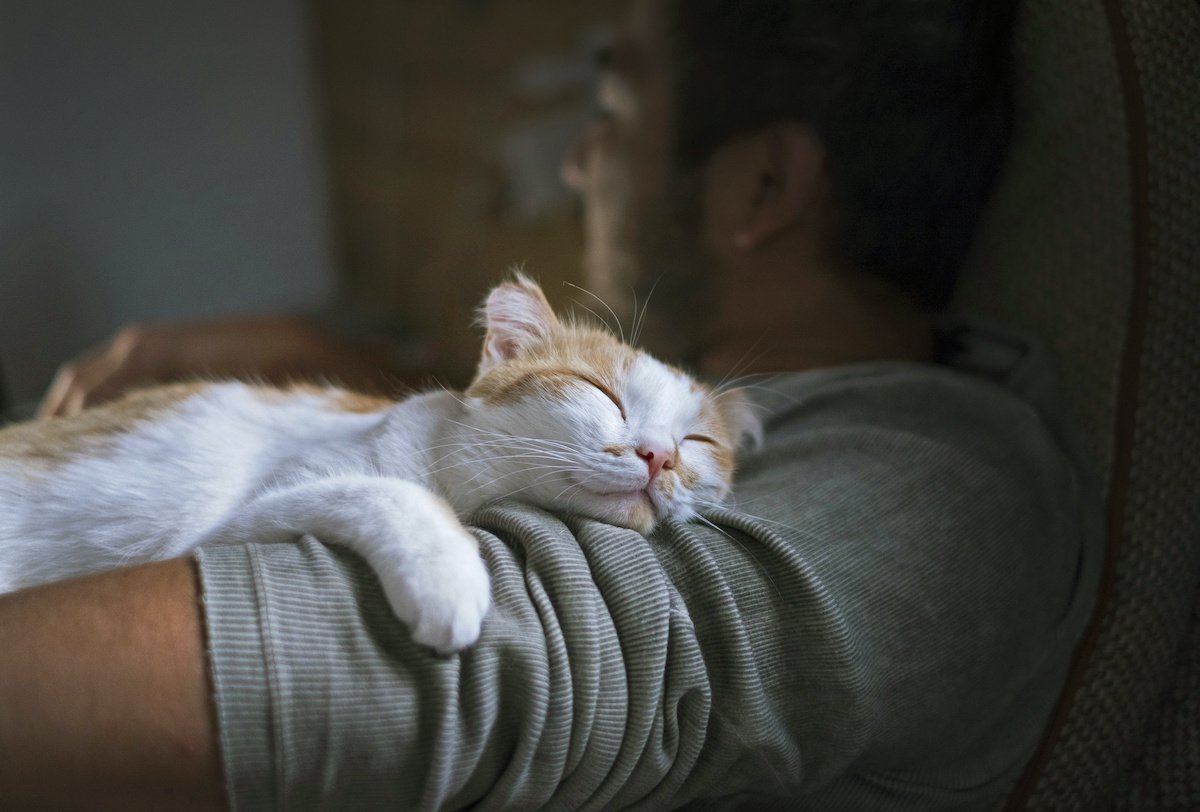 遺伝する猫の病気「多発性嚢胞腎」