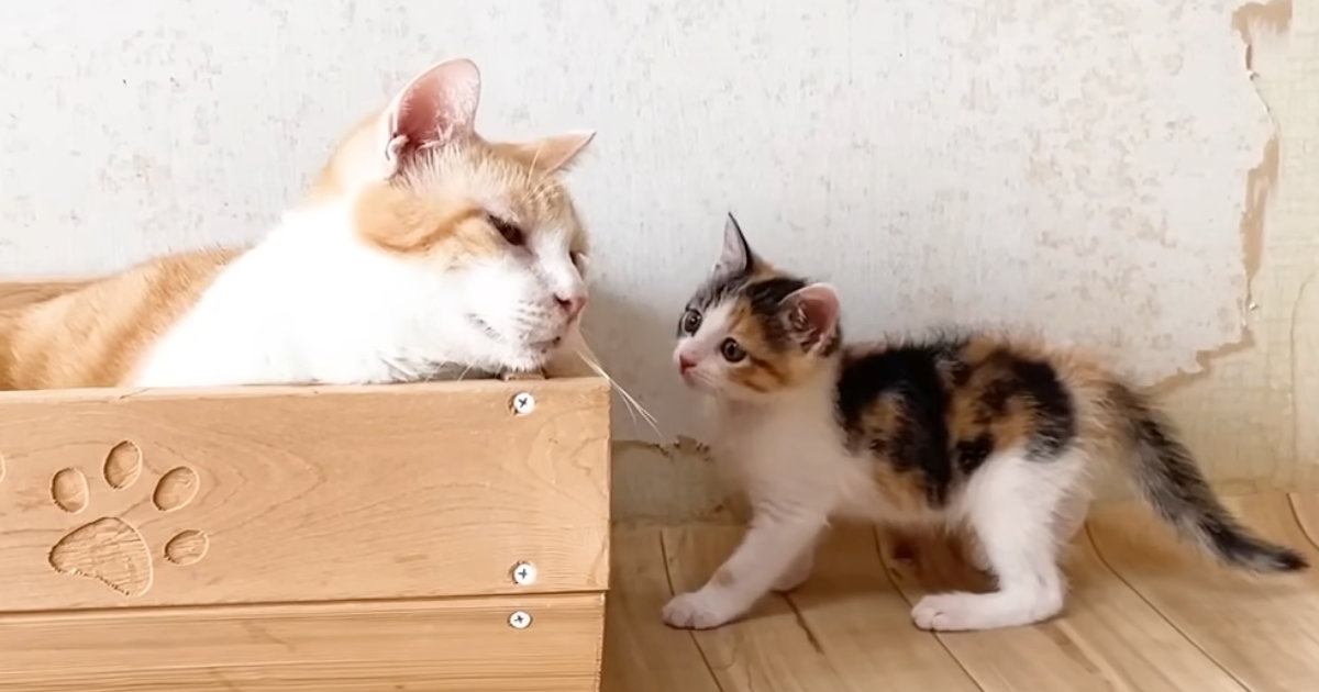 温厚な先住猫の尻尾に子猫が『いたずら』をしていたら…『予想外の展開』に笑ってしまう人が続出「訴える視線がｗ」「やりすぎてしまったねｗ」