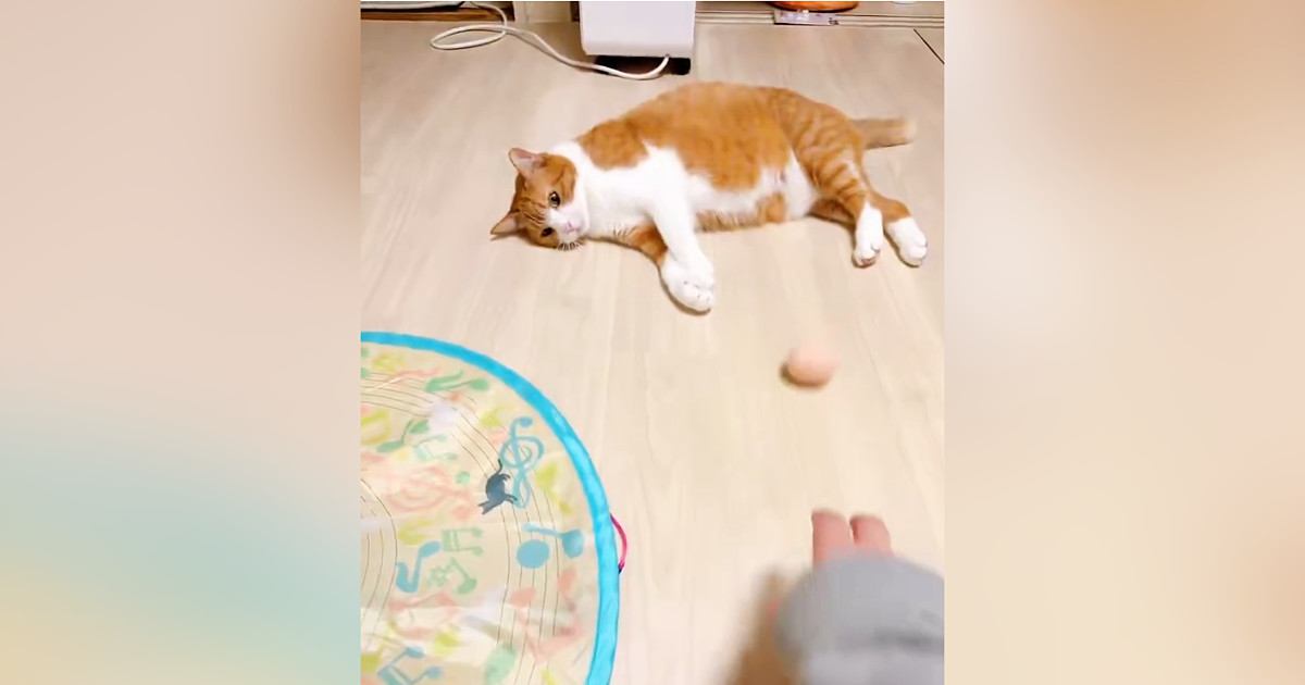 くつろいでいた猫に『ボール』を転がしてみると……『まさかの反応』に笑う人続出「もはや達観してるｗ」「虚無すぎる」と33万表示