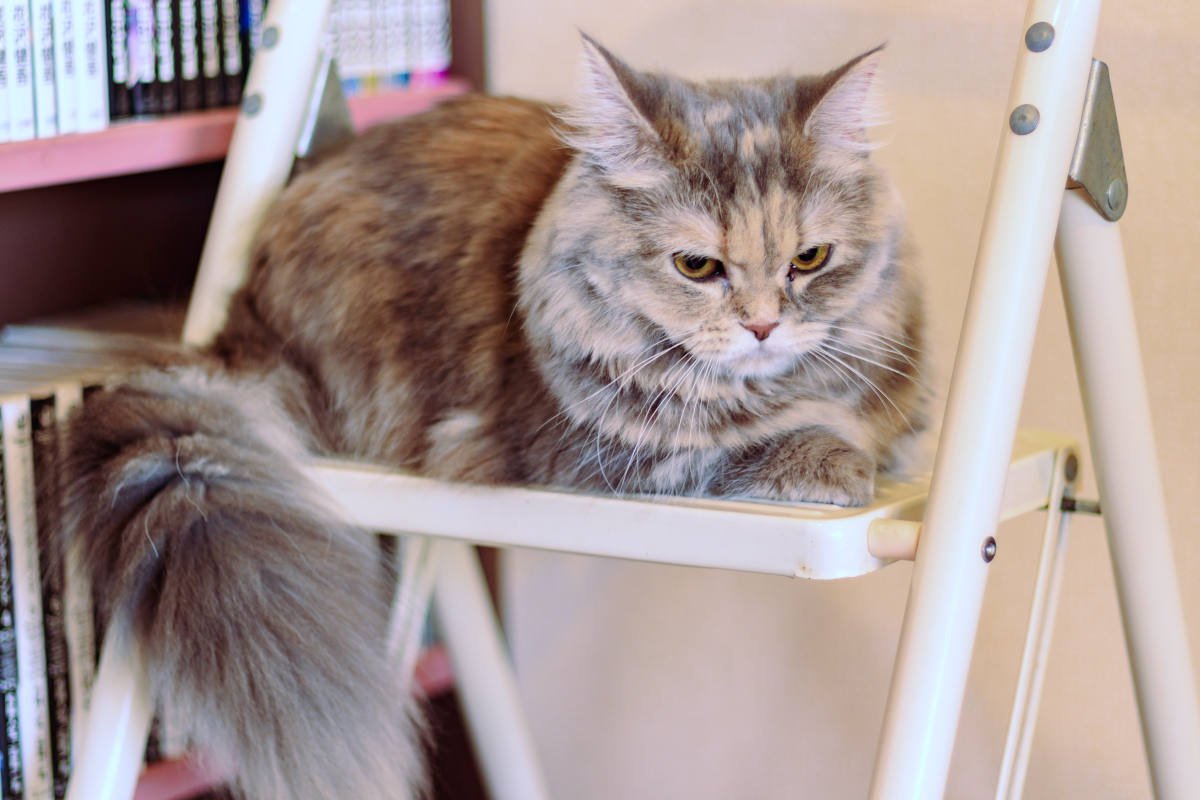 猫が言っていそうな『飼い主さんへの文句』7選　猫が不満を持っていることを示すサインも