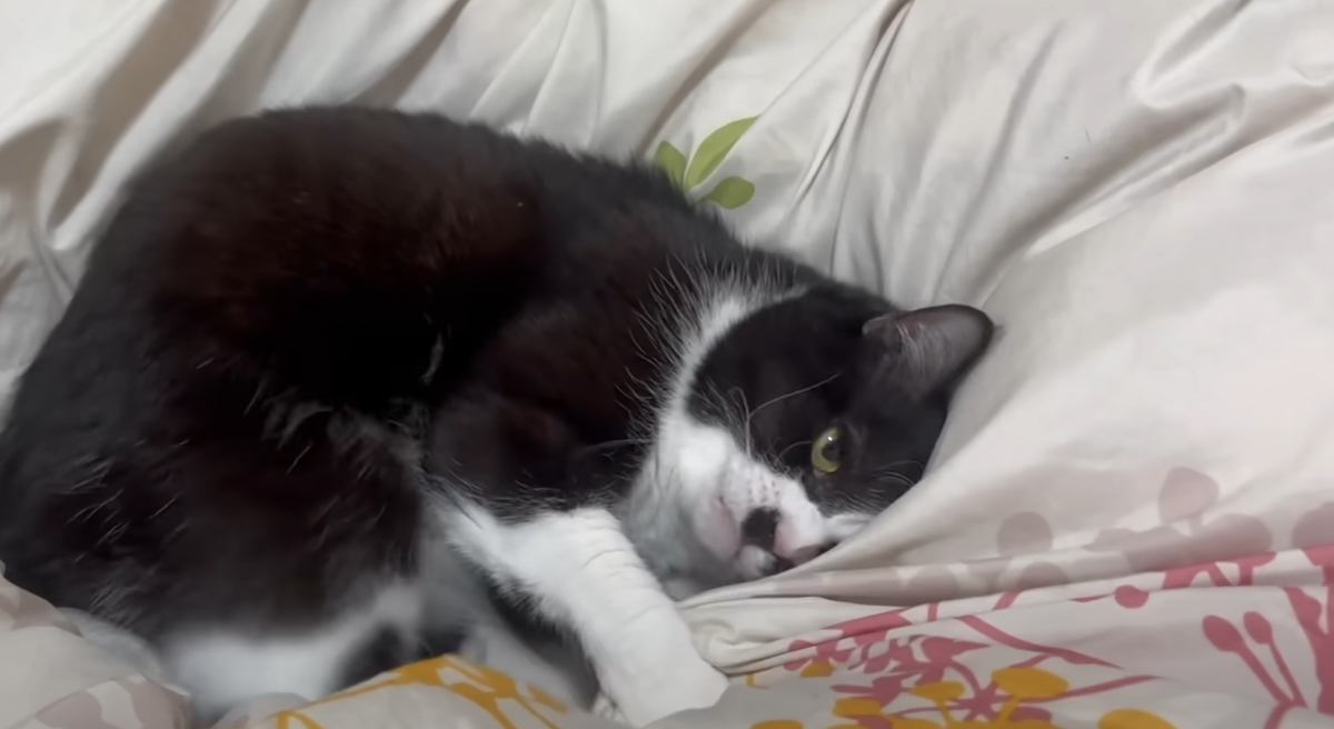 飼い主さんが布団を敷き終えると、猫が上に乗ってきて…突然の『豹変ぶり』に爆笑する人が続出「シバいてるときの顔ｗ」「おもしろすぎる」