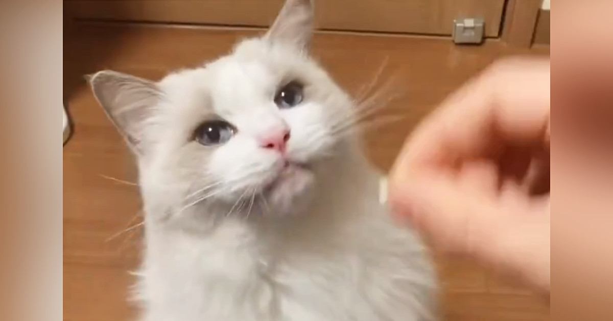すんなりとお薬を飲んでくれた猫→思わずマネしたくなる『驚きの方法』がSNSで話題「えーすごい」「表情に笑っちゃった」と１万いいね