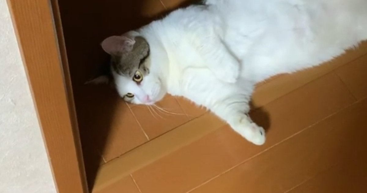 『計算して落ちてる？』家中のあらゆる場所で『寝転ぶ猫』が35万再生「猫が落ちている日常ｗ」「みんなを笑顔にしたいのかな」